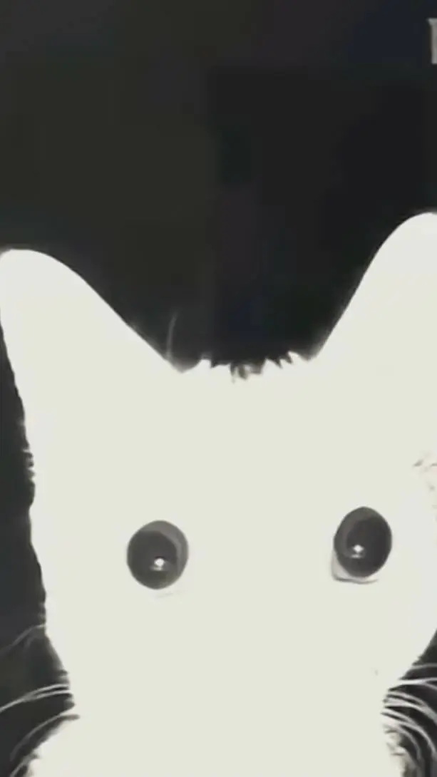 ai character: soul cat background