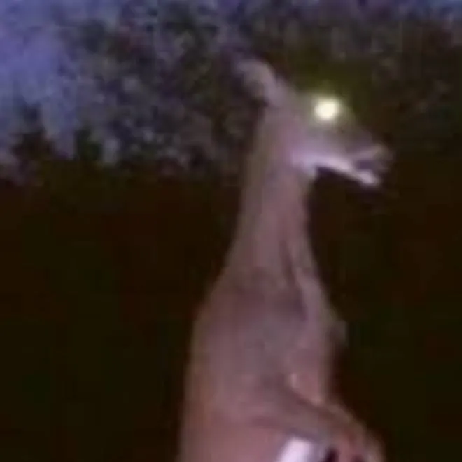 chat with ai character: 99nightsinforest