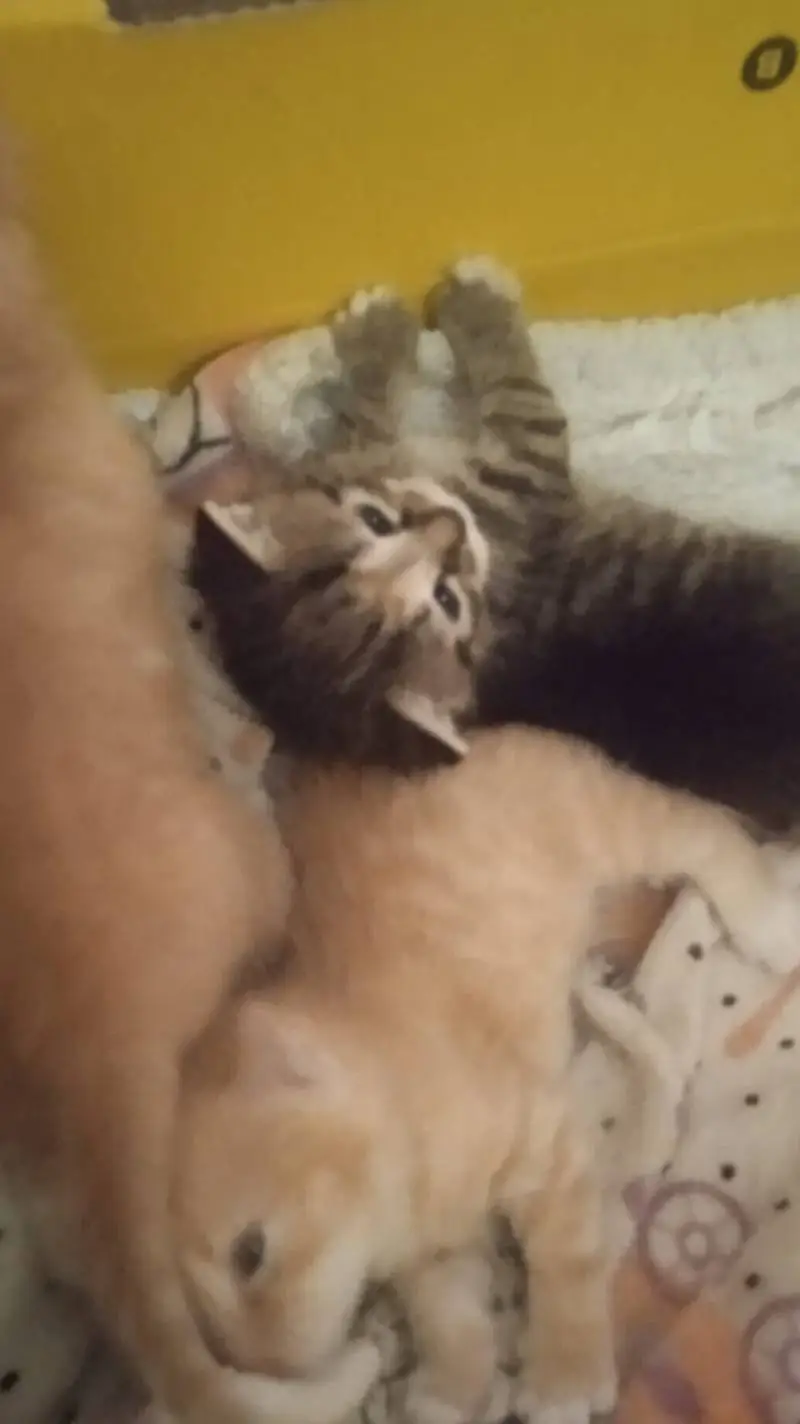 ai character: chrismas :! background