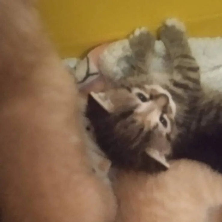 chat with ai character: 😖capitan sick🩹