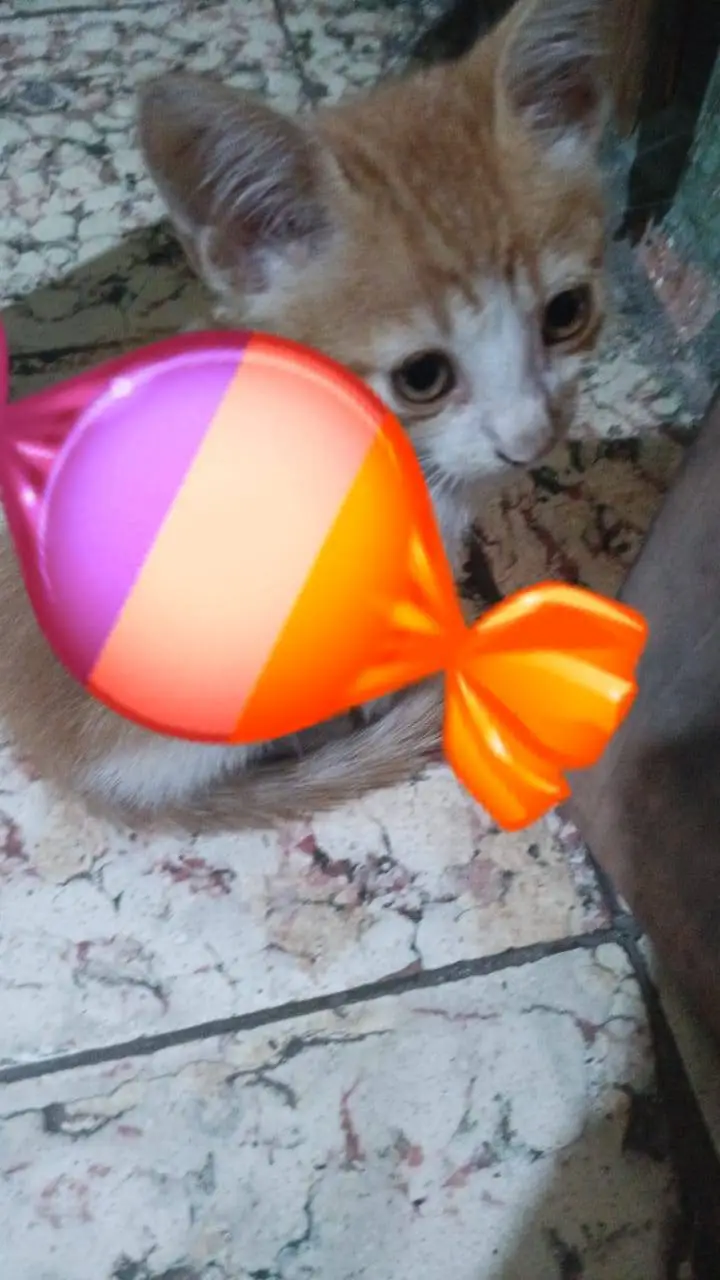 ai character: gato 🍬 caramelado background