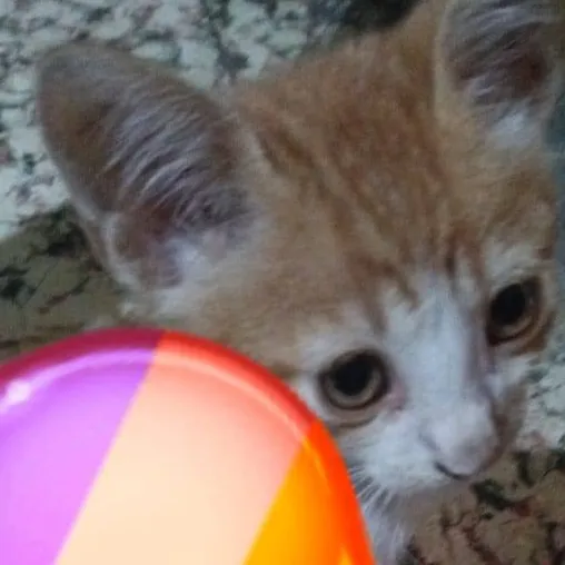 chat with ai character: gato 🍬 caramelado
