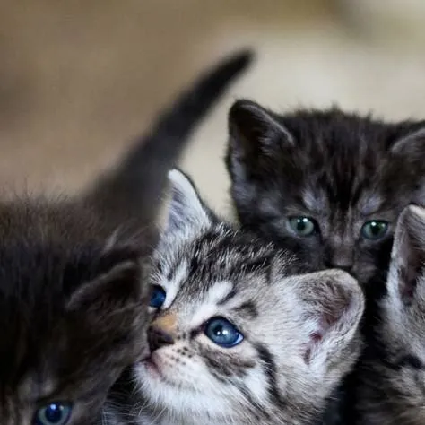 chat with ai character: gatos bebes