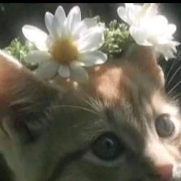 chat with ai character: gata bebe...?