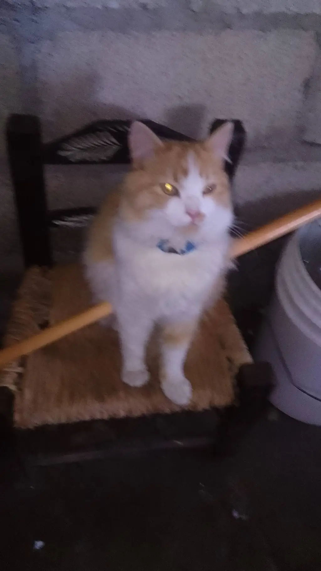 ai character: el mandarino background