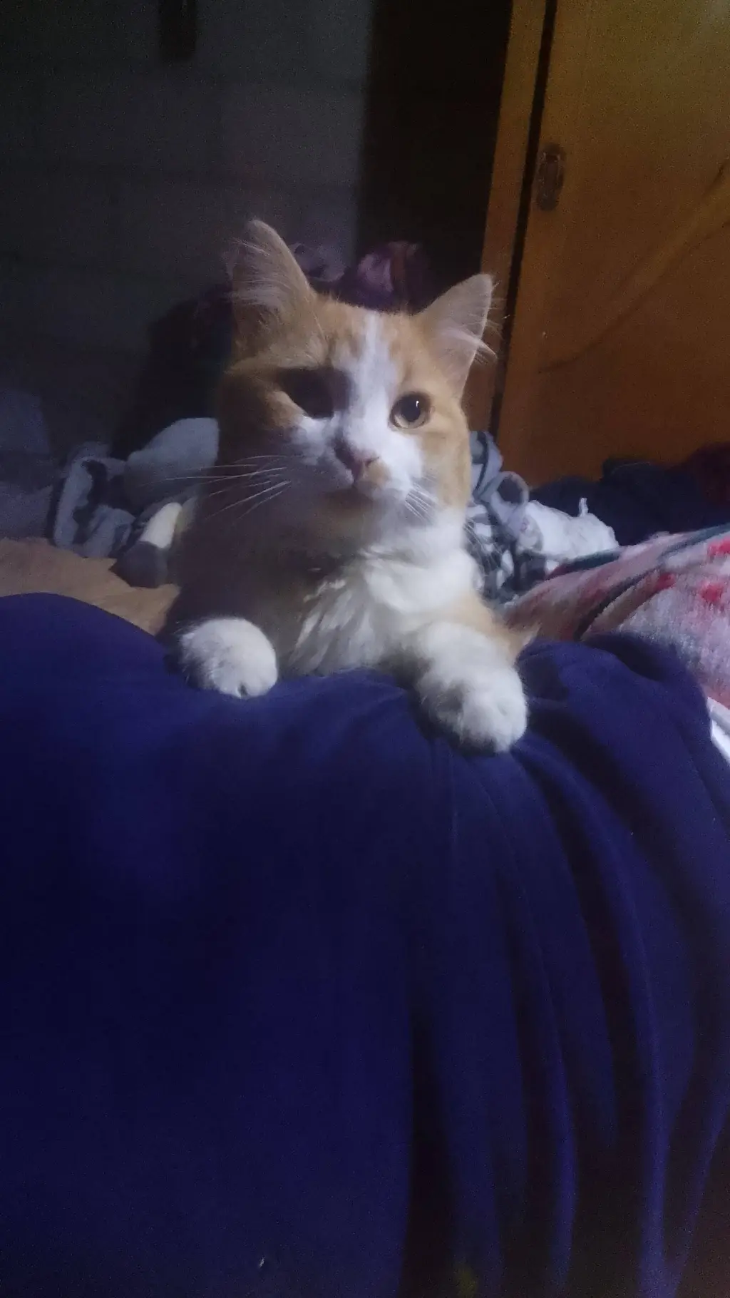 ai character: madanrino todo gua background