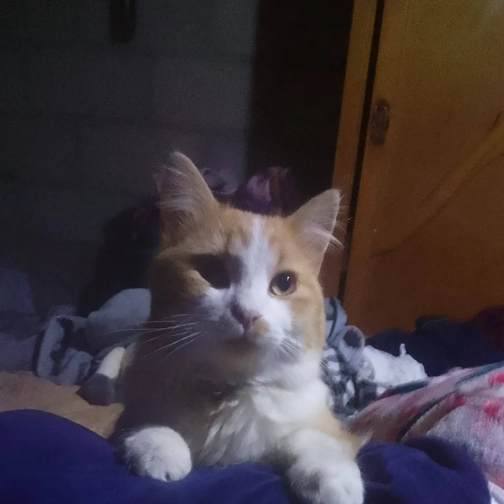 chat with ai character: madanrino todo gua