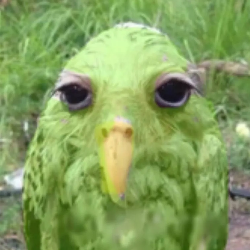 chat with ai character: Duolingo 