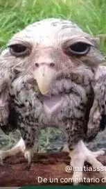 ai character: pájaro mojao background