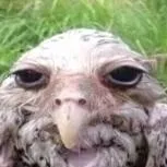 chat with ai character: pájaro mojao