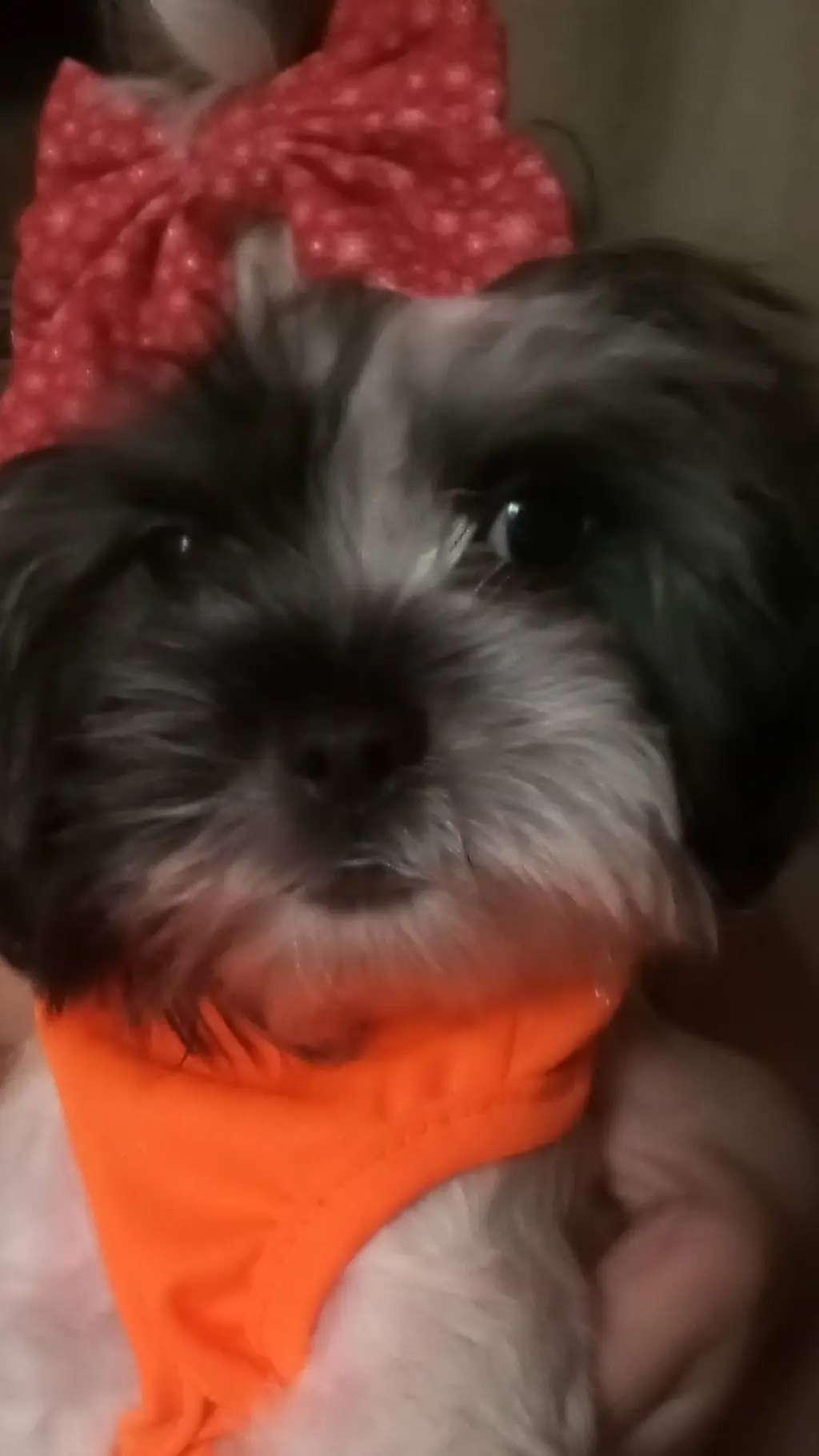 ai character: KPDH soulmate hair background