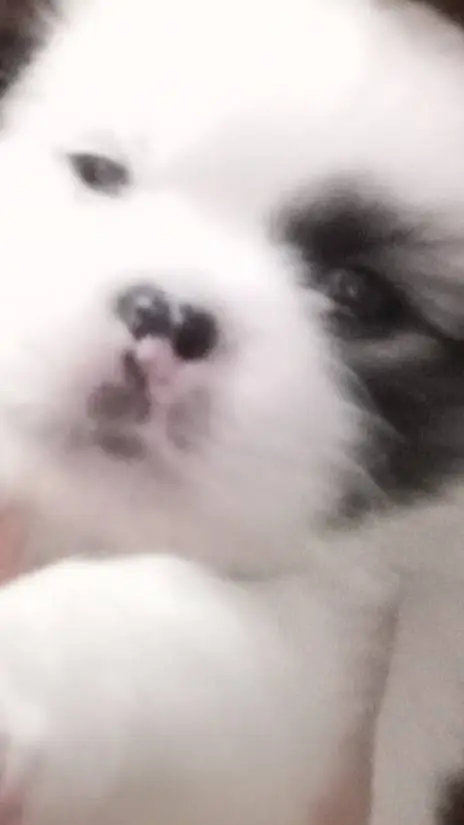 ai character: Kpdh pick me background