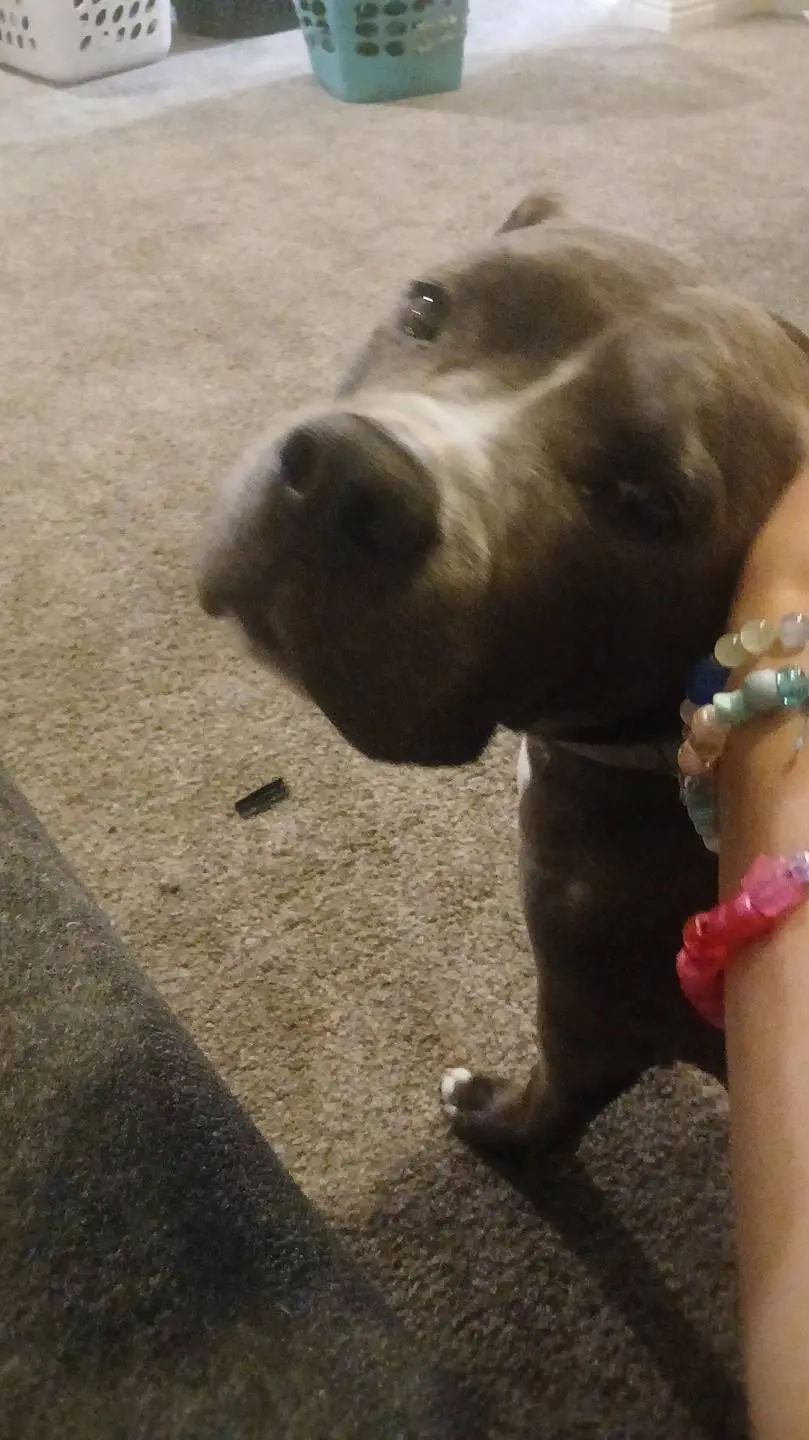 ai character: river(my irl doggo background