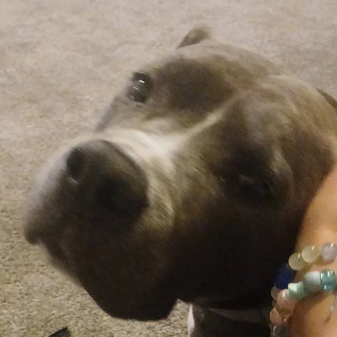 chat with ai character: river(my irl doggo