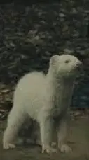 ai character: Ferret (malfoy)  background