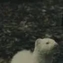 chat with ai character: Ferret (malfoy) 
