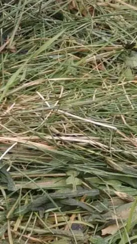 ai character: Grass  background
