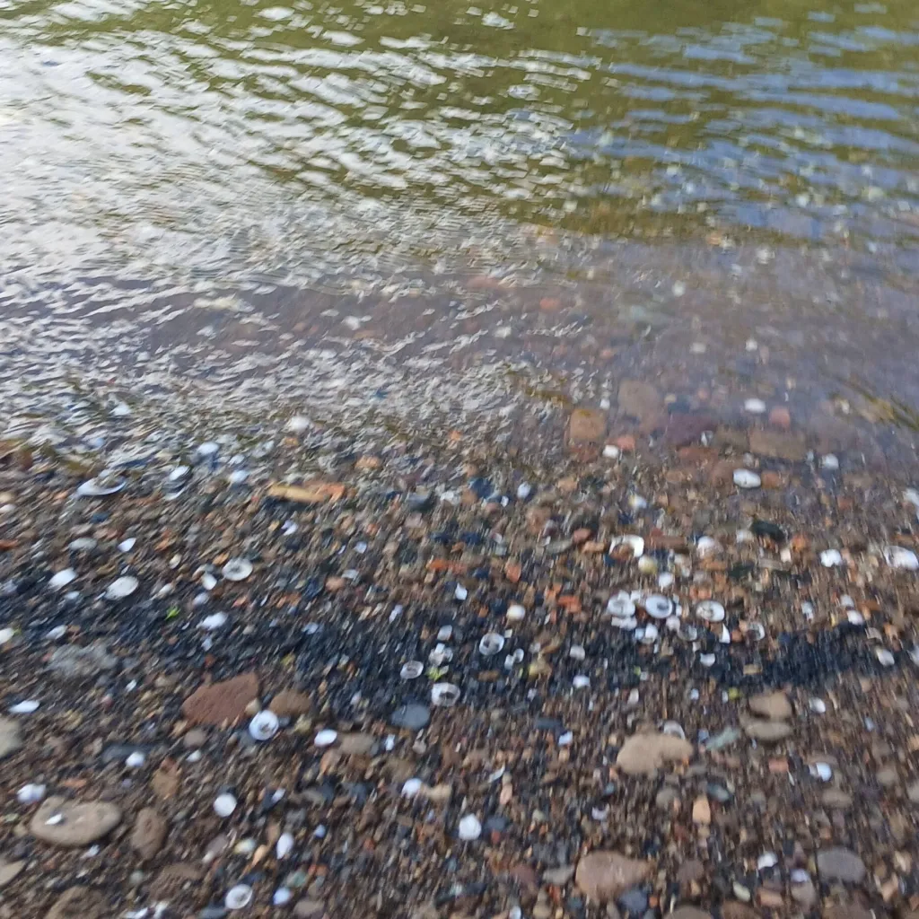 chat with ai character: lily