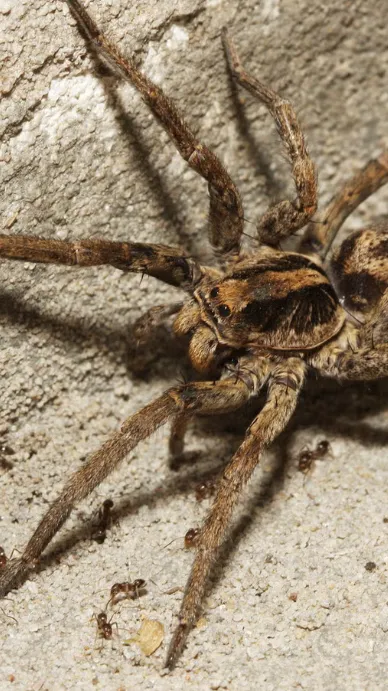ai character: Big spider  background