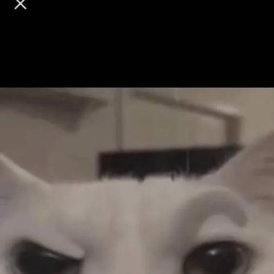 chat with ai character: evil cat