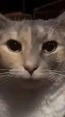 ai character: cat. background