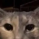 chat with ai character: cat.