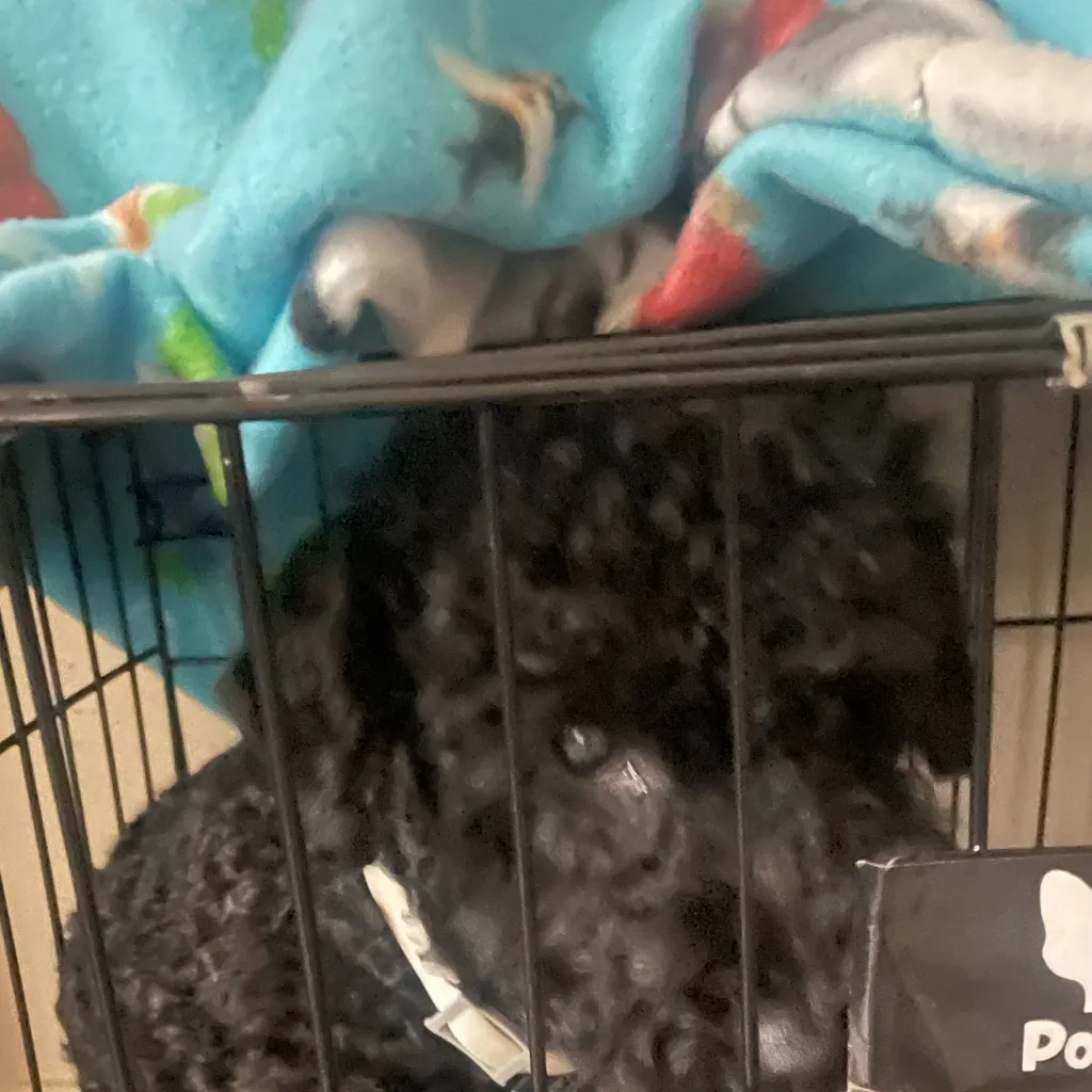 chat with ai character: Versace