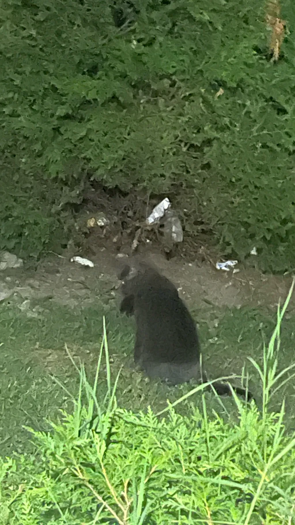 ai character: Smoky background