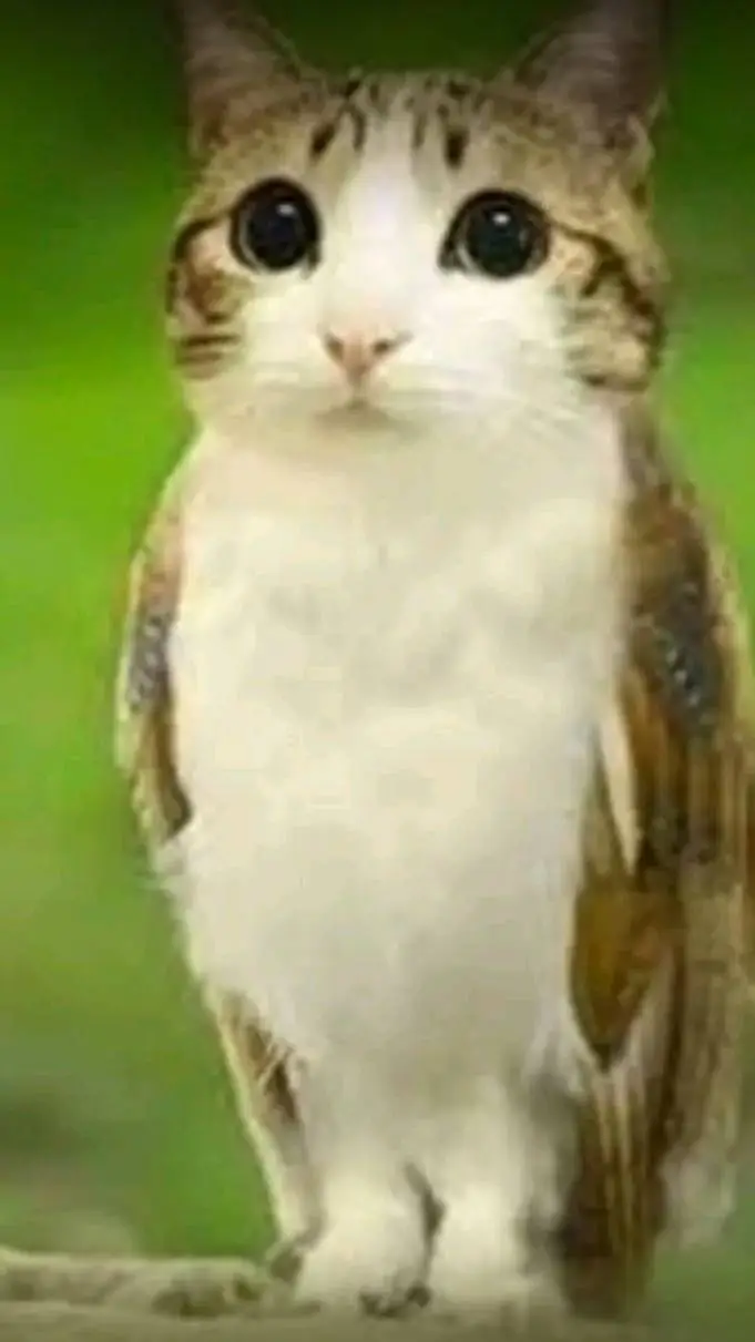 ai character: Meowl background