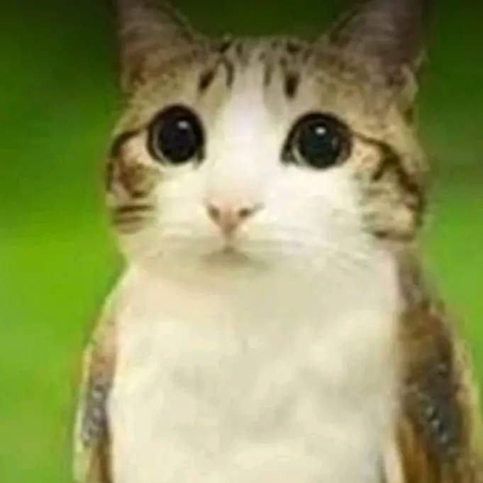 chat with ai character: Meowl