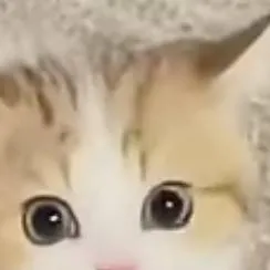 chat with ai character: street kitten