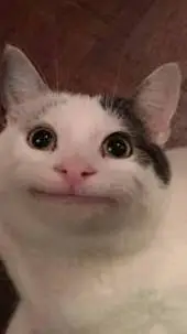 ai character: Beluga cat Mr hand background