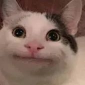 chat with ai character: Beluga cat Mr hand