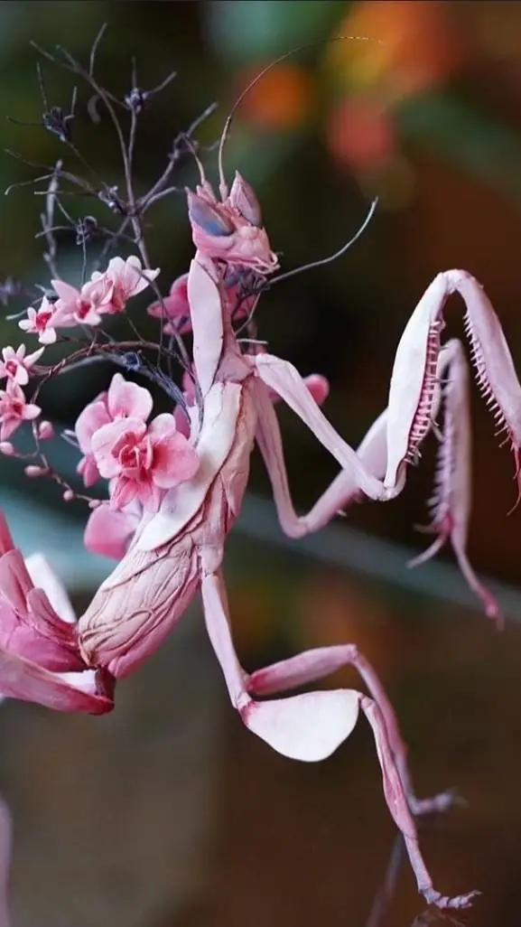 ai character: Богомол background