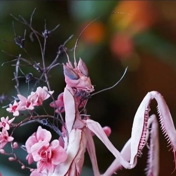 chat with ai character: Богомол