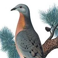 chat with ai character: passenger bird