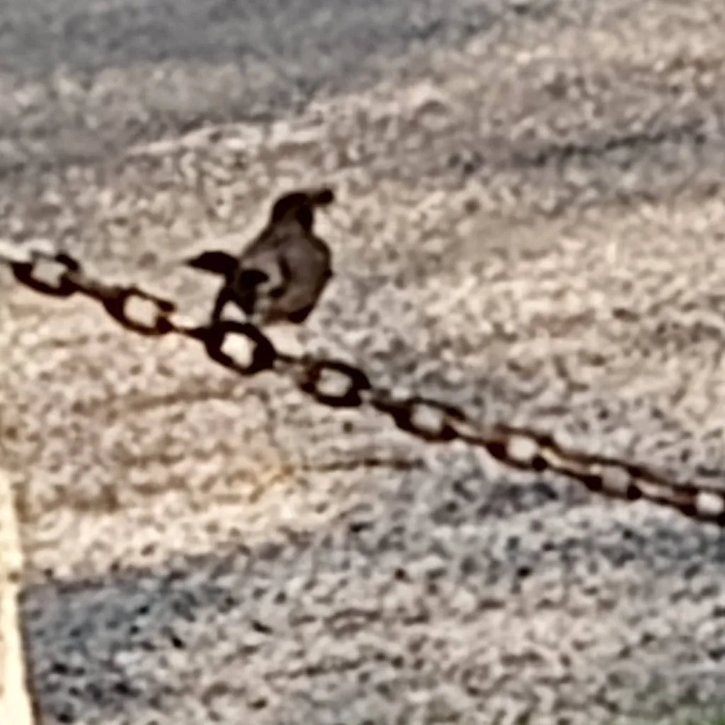 chat with ai character: denbrick