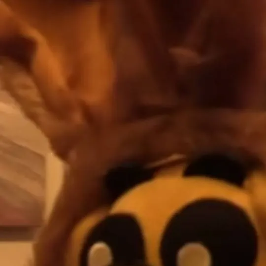 chat with ai character: Goldie