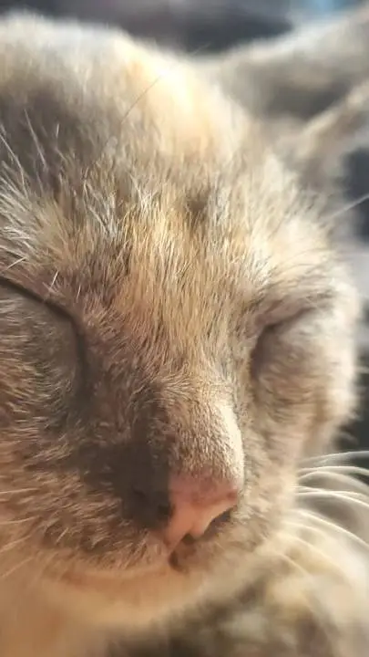 ai character: capuchino asesino  background