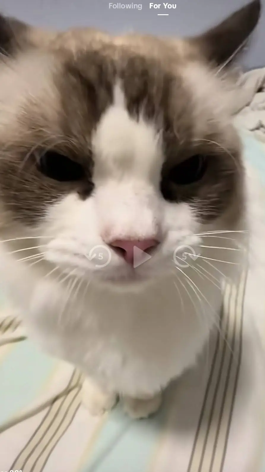 ai character: cats go boom background