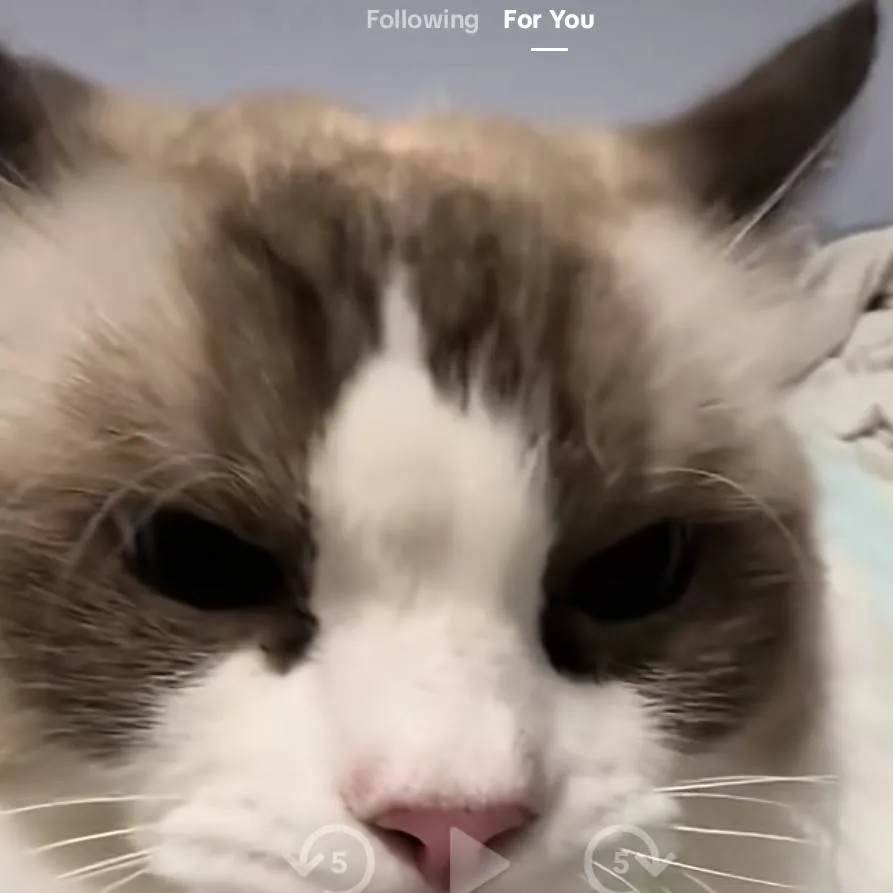 chat with ai character: cats go boom