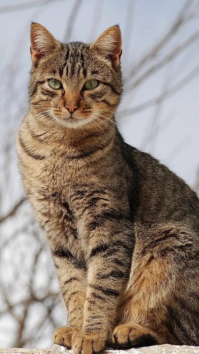 ai character: cat. background