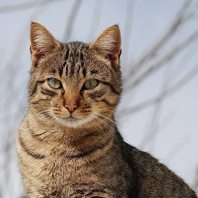 chat with ai character: cat.