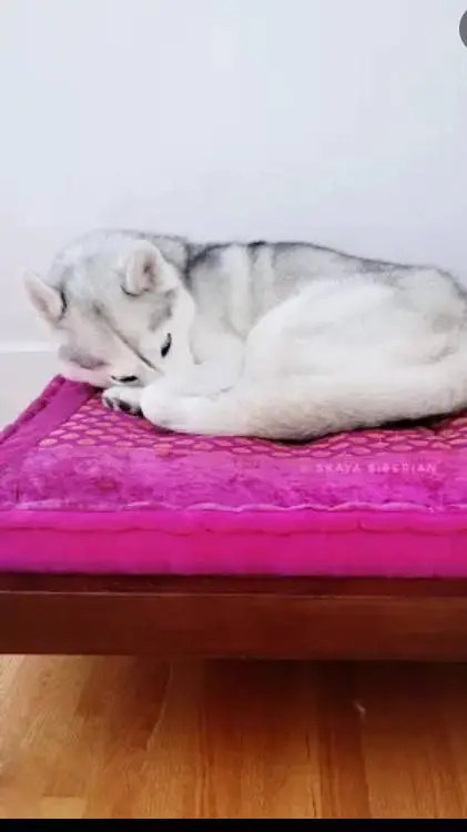 ai character: skaya the husky background