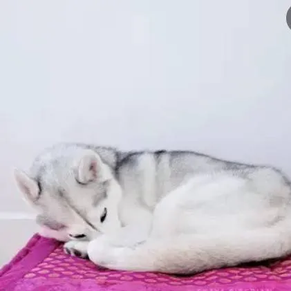 chat with ai character: skaya the husky