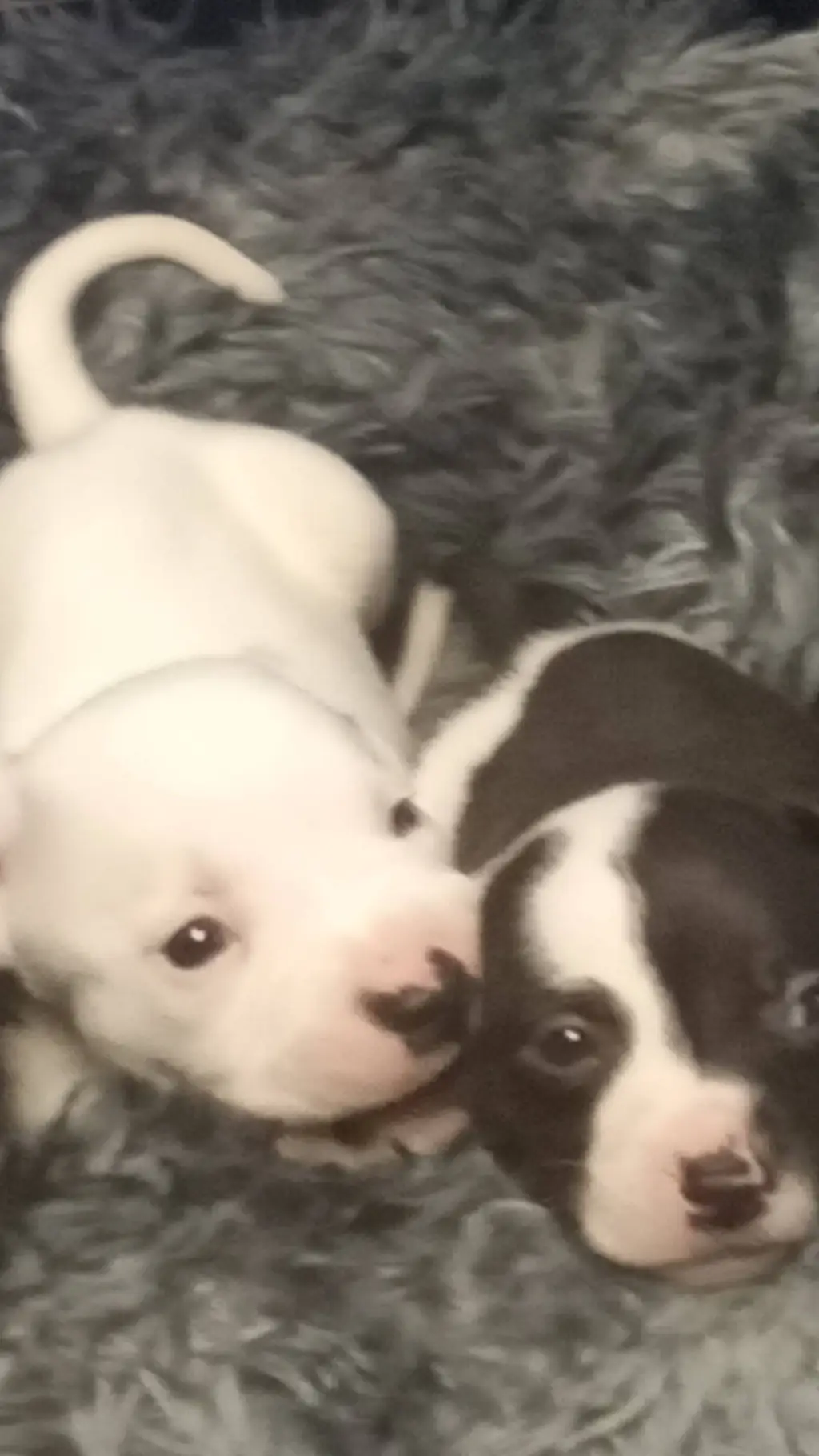 ai character: Two adorable puppy background