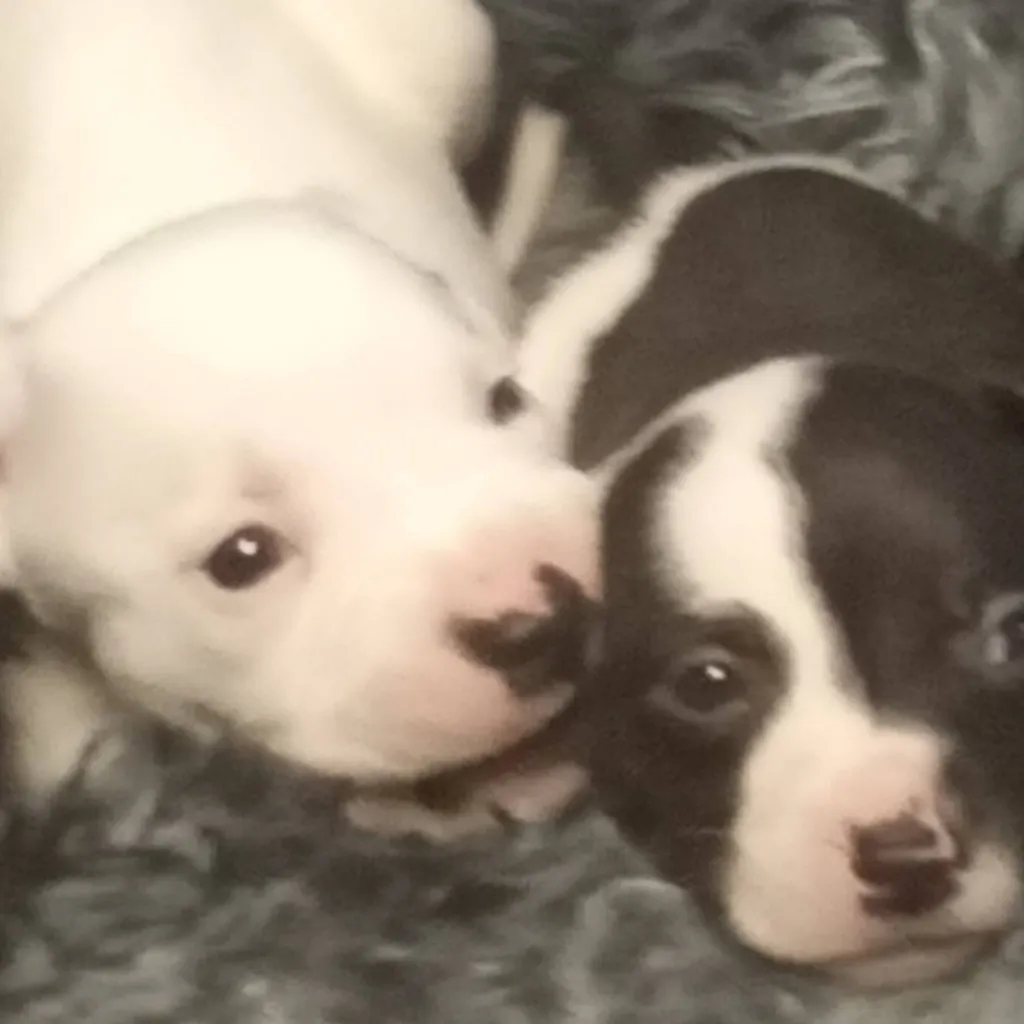 chat with ai character: Two adorable puppy