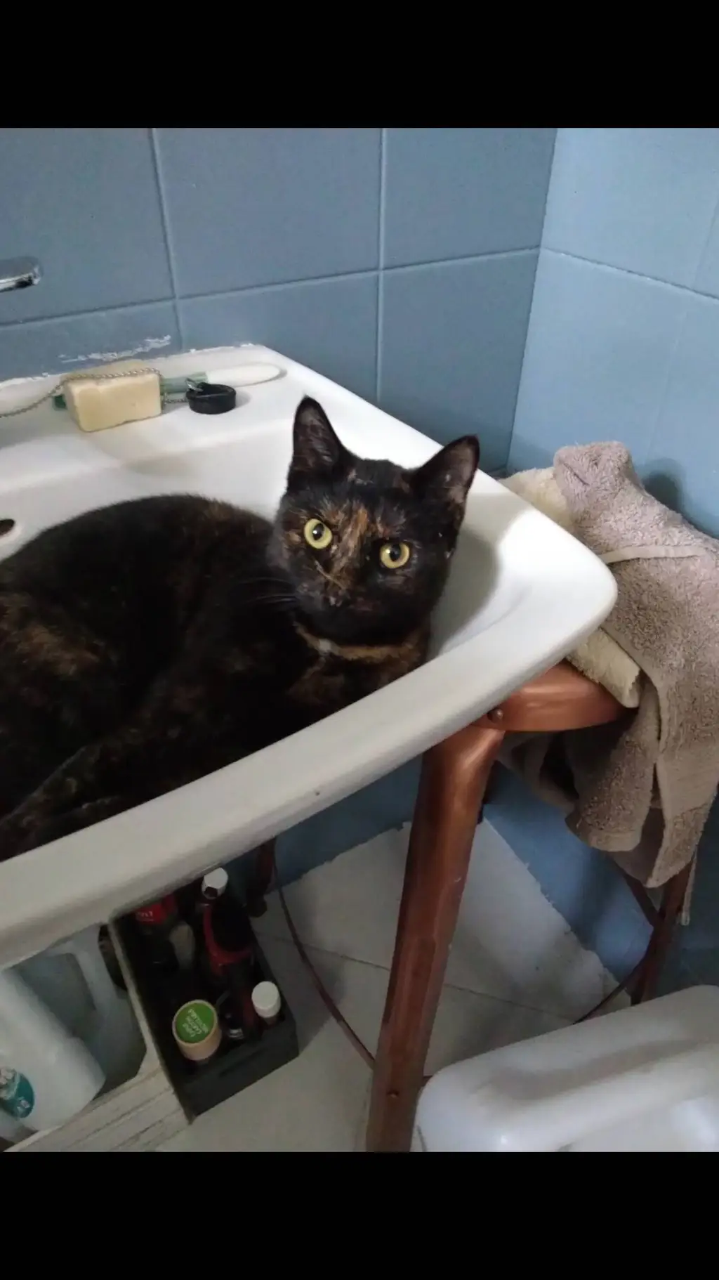 ai character: GETO'S CAT background