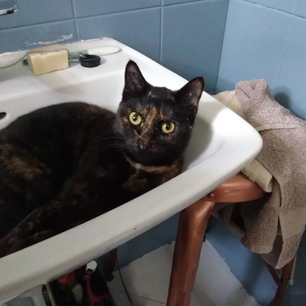 chat with ai character: GETO'S CAT