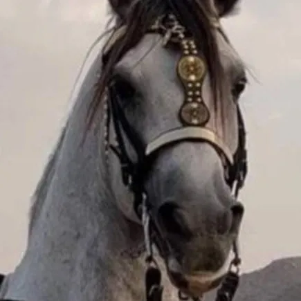 chat with ai character: 🐎Monaco~Princess👸🏽